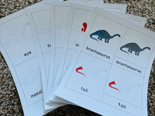 Load image into Gallery viewer, Brontosaurus Nomenclature Cards -DIY digital download
