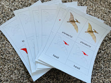 Load image into Gallery viewer, Pterodactyl Nomenclature Cards -DIY digital download
